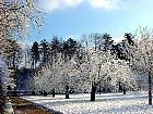 Cherry, snowy landscape