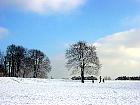 Sycomore, snowy landscape