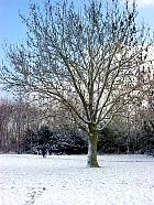 European Ash, snowy landscape