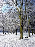 Marronnier d Inde, paysage sous la neige