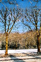 Platane, paysage sous la neige