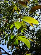 Common walnut, pictures