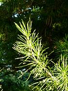 Japanese Umbrella Pine, needles