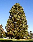 Giant Sequoia, outline