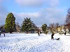 Giant Sequoia, snowy landscape