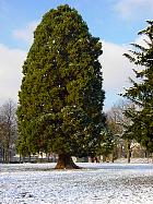 Giant Sequoia, snowy landscape