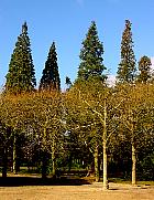 Giant Sequoia