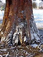 Redwood, trunk