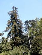 Redwood, outline