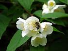 Mock Orange, flower