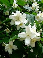 Mock Orange, flower