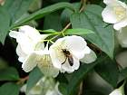 Mock Orange, flower