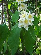 Mock Orange, flower