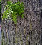 Japanese Pagoda Tree, Scholar-tree, bark