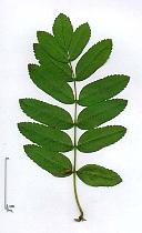 Mountain Ash, Rowan, leaf
