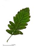 Sorbus tamamschjanae, feuille