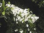 Spirea, flower