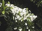 Spirea, pictures