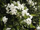 Spirea, flower