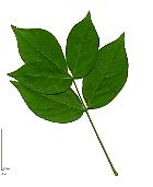 Colchis Bladdernut, leaf