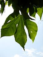 Sterculia, leaf