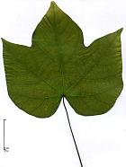 Sterculia, leaf