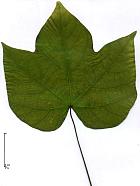 Sterculia, arbre parasol, feuille