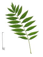Sumac amaranth, leaf