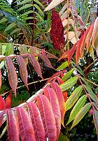 Sumac amaranth, pictures