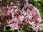 Himalayan Lilac, flower