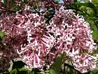 Himalayan Lilac, pictures