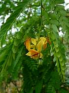 Tamarind, flower
