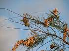 Tamarisk, flower