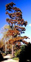 Bald Cypress, pictures