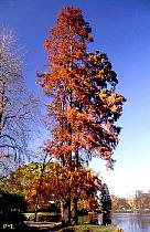 Cyprès chauve, photos