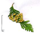 Thuya du Canada, photos