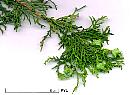 Oriental Cedar, pictures