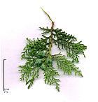 Oriental Cedar, pictures