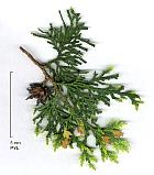 Oriental Cedar, flower