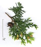 Oriental Cedar, pictures