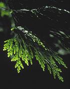 Thuya du Canada, photos