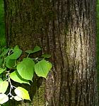 Small-leaved Basswood, bark