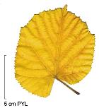 Small-leaved Basswood, autumn leafs