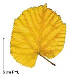 Small-leaved Basswood, pictures