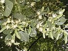Small-leaved Basswood, pictures