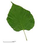Arge-leaved Basswood, Bigleaf Linden, leaf