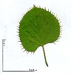 Tilleul henrya, feuille