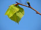 Small-leaved Basswood, pictures