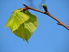 Small-leaved Basswood, leaf