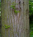 Small-leaved Basswood, bark